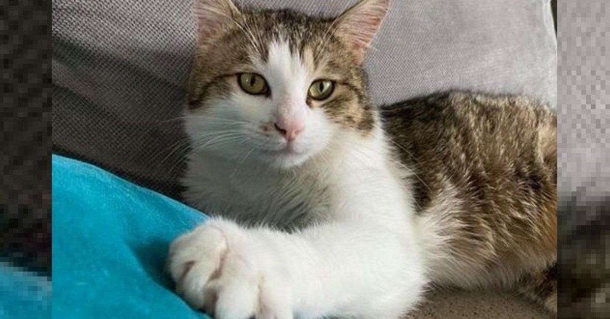 Percute Par Une Voiture Et Retrouve Grievement Blesse Dans Un Cimetiere Un Chat Recupere Par Une Association En Attente D Adoption Video Flipboard Percute Par Une Voiture Et Retrouve Grievement Blesse Dans Un Cimetiere Un Chat Recupere Par Une Association En Attente D Adoption Video Flipboard