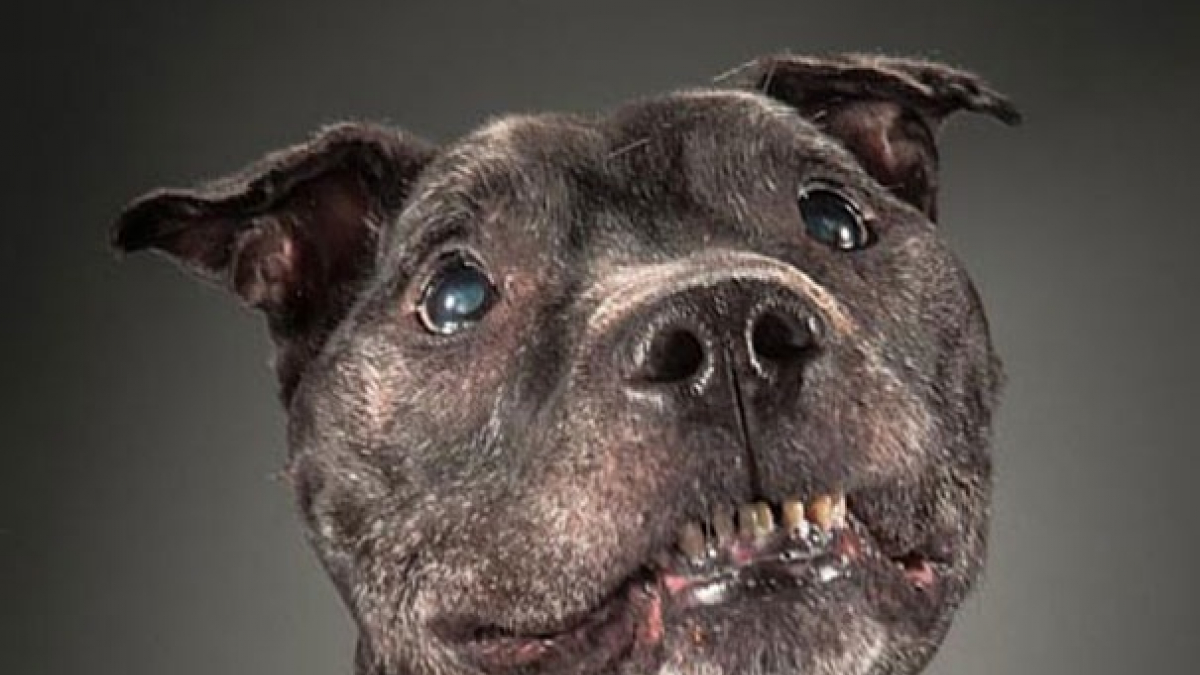 Illustration : "15 photos fortes et émouvantes de chiens séniors réalisés par un artiste canadien"