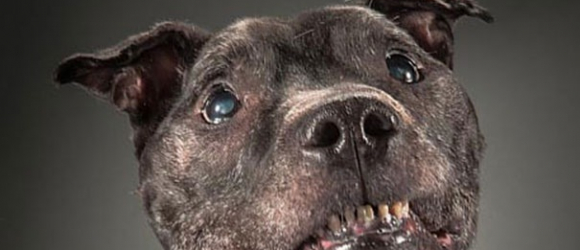Illustration : "15 photos fortes et émouvantes de chiens séniors réalisés par un artiste canadien"