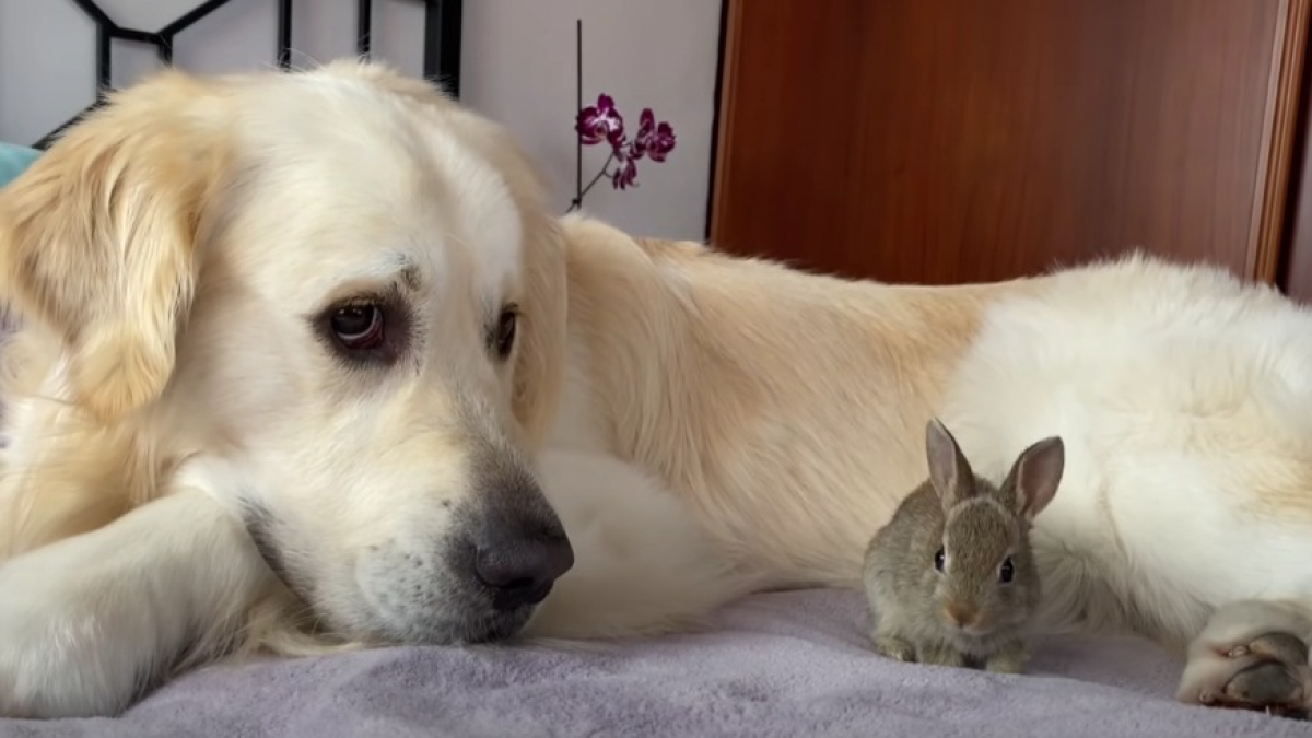 Illustration : "Un Golden Retriever adopte les petits d’une lapine sauvée par son propriétaire (vidéo)"