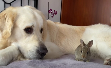 Illustration : "Un Golden Retriever adopte les petits d’une lapine sauvée par son propriétaire (vidéo)"
