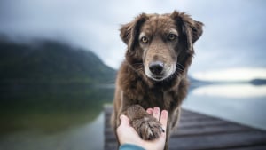 Faire jouer votre chien avec une balle de tennis est dangereux