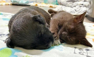 Illustration : "Un chaton errant et mal en point recueilli par un refuge se lie d'une jolie amitié avec un chiot abandonné"