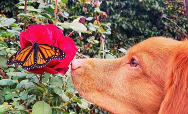 Illustration : "15 images magnifiques d'un chien amoureux des papillons "