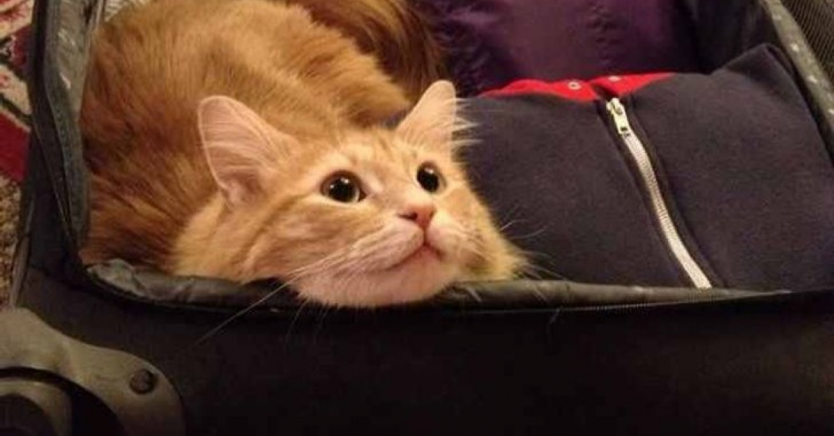 19 Chiens Et Chats Qui Ne Quitteront Pas Vos Valises Sans Etre Surs De Partir Avec Vous 19 Chiens Et Chats Qui Ne Quitteront Pas Vos Valises Sans Etre Surs De Partir Avec Vous