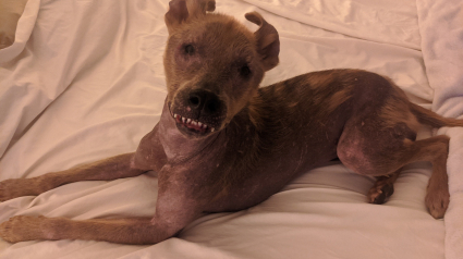 Illustration : Atteint d’une anomalie congénitale, ce chien au physique atypique arbore continuellement un grand sourire (vidéo)
