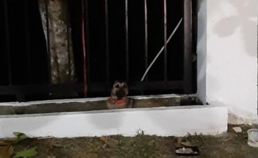 Illustration : "Un chien abandonné dans un parc attend désespérément le retour de son propriétaire et refuse la nourriture offerte par les passants"