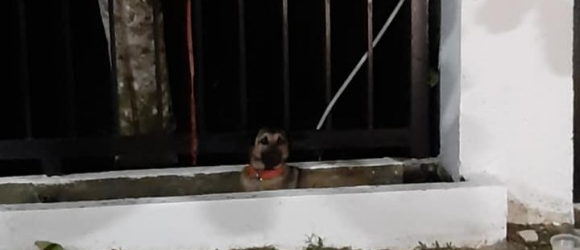 Illustration : "Un chien abandonné dans un parc attend désespérément le retour de son propriétaire et refuse la nourriture offerte par les passants"