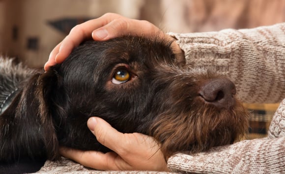 L Euthanasie Du Chien Pourquoi Quand Et Comment