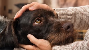 Illustration : "L'euthanasie du chien"