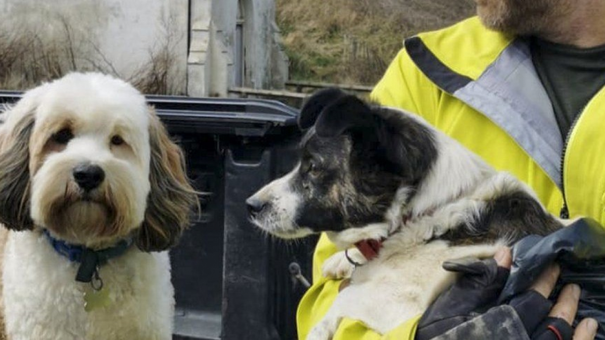 Illustration : "Un chien retrouvé coincé dans des rochers sur une plage 3 jours après sa disparition"