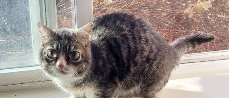 16 Animaux Dont Le Lien D Amitie Vont Vous Rappeler Votre Complicite Avec Votre Meilleur Ami