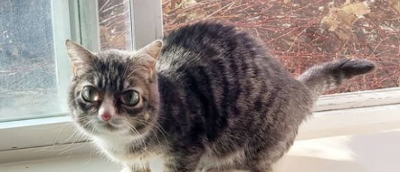 Illustration : "Un chat atteint de nanisme fait tout pour surmonter ses nombreux problèmes de santé"