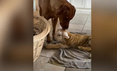 Illustration : "Un Labrador noue une tendre amitié avec un agneau sauvé par sa propriétaire (vidéo)"