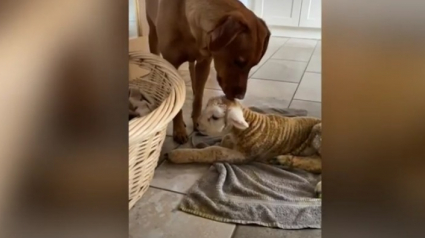 Illustration : Un Labrador noue une tendre amitié avec un agneau sauvé par sa propriétaire (vidéo)