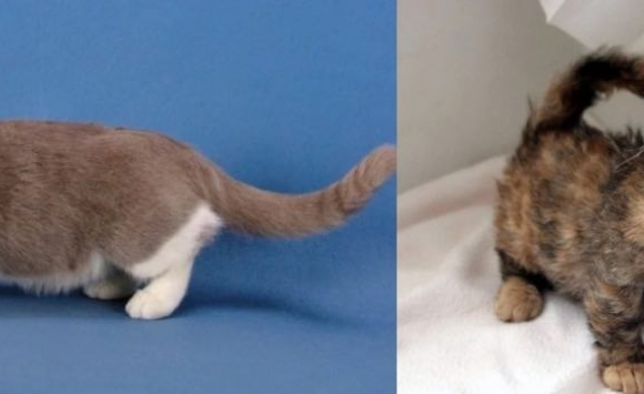 7 Races De Chats Qui Gardent Leur Petite Taille Pendant Toute Leur Existence