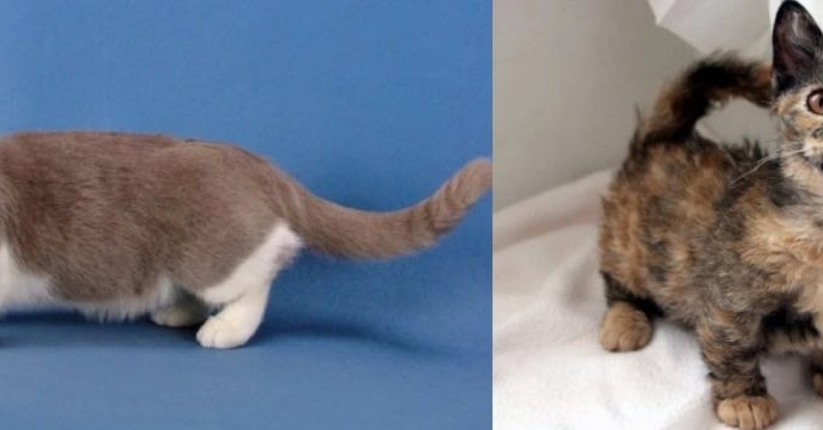 7 Races De Chats Qui Gardent Leur Petite Taille Pendant Toute Leur Existence 7 Races De Chats Qui Gardent Leur Petite Taille Pendant Toute Leur Existence