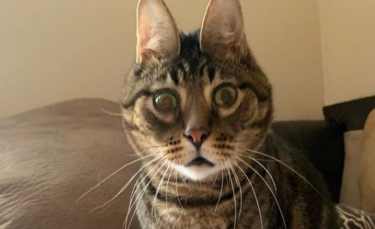 Illustration : "Découvrez Peanut, ce chat au visage déformé qui fait fondre le cœur des internautes (vidéo)"