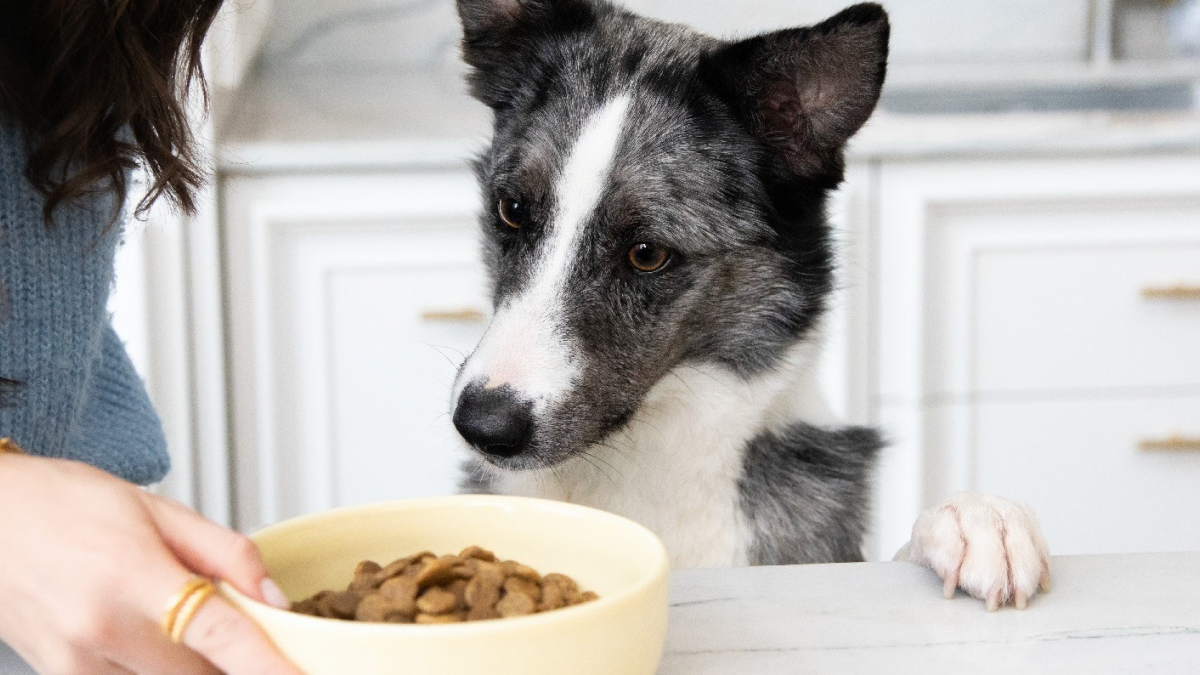 Illustration : "Etes-vous sûr d’apporter un bon équilibre nutritionnel à votre chien ? Découvrez comment y parvenir !"