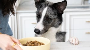Illustration : Etes-vous sûr d’apporter un bon équilibre nutritionnel à votre chien ? Découvrez comment y parvenir !