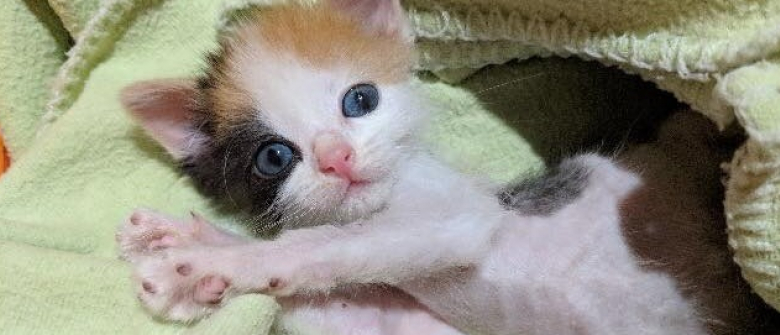 Dote D Une Volonte De Fer Ce Chaton Maigre Et En Mauvaise Sante Est Bien Decide A Vivre
