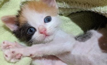 Illustration : "Doté d’une volonté de fer, ce chaton maigre et en mauvaise santé est bien décidé à vivre"