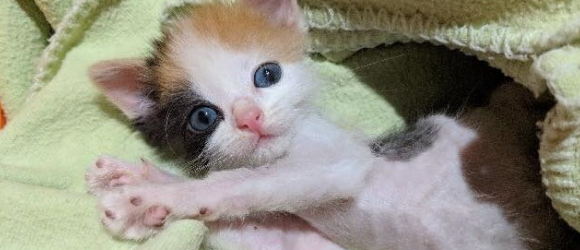 Illustration : "Doté d’une volonté de fer, ce chaton maigre et en mauvaise santé est bien décidé à vivre"