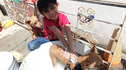 Illustration : Un petit garçon crée son salon de toilettage canin pour payer ses études vétérinaires