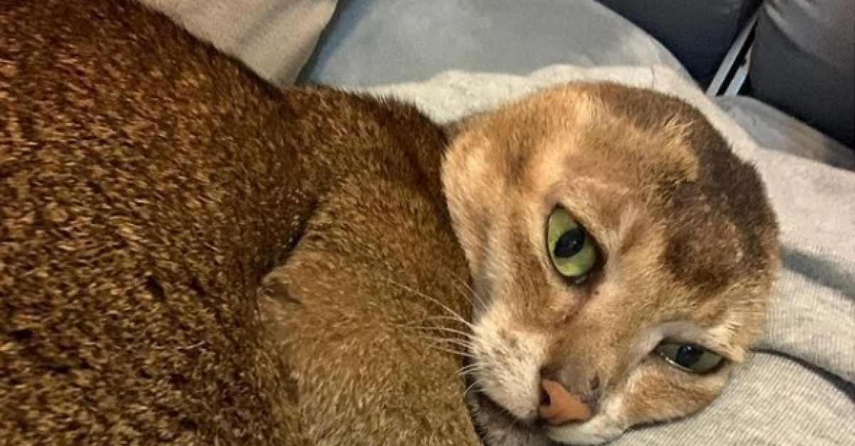 L Histoire De Ce Jeune Chat Errant Et Sans Oreilles A Emu Des Dizaines De Milliers D Internautes L Histoire De Ce Jeune Chat Errant Et Sans Oreilles A Emu Des Dizaines De Milliers D Internautes