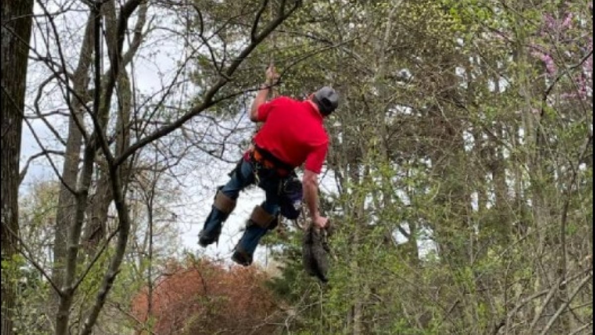 Illustration : "Ce chat est resté coincé dans un arbre pendant 17 jours, au grand dam de sa propriétaire"