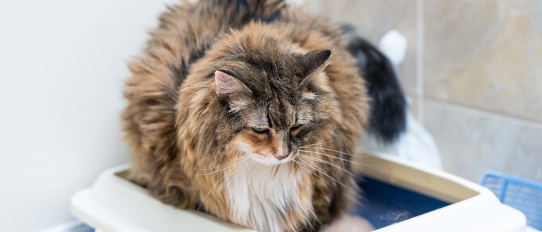 La Litiere Pour Chat Real Nature 100 Naturelle De Maxi Zoo A Ete Elue Produit De L Annee 21