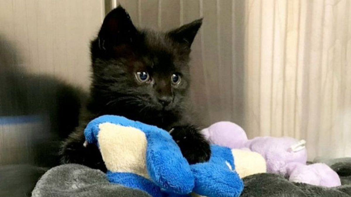 Illustration : "Abandonné sur le bord de la route, ce chaton a subi une opération chirurgicale rare et risquée"