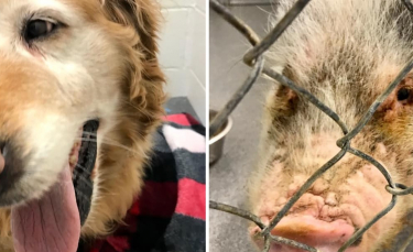 Illustration : "Un chien et un cochon abandonnés par leur propriétaire sont devenus inséparables (vidéo)"