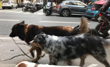 Illustration : "19 photos de chiens qui ont décidé d’en promener d’autres"