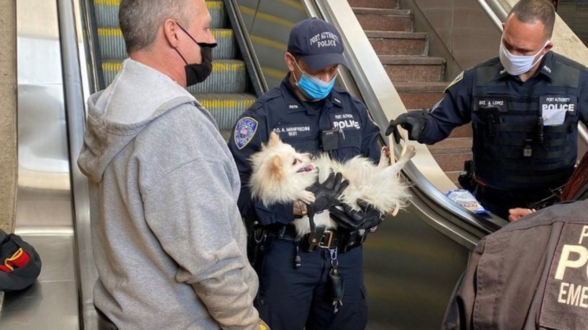 Illustration : "Les agents de sécurité d’une gare alertés par les cris de douleur d’un chien, dont la patte s’est coincée dans le mécanisme de l’escalator"