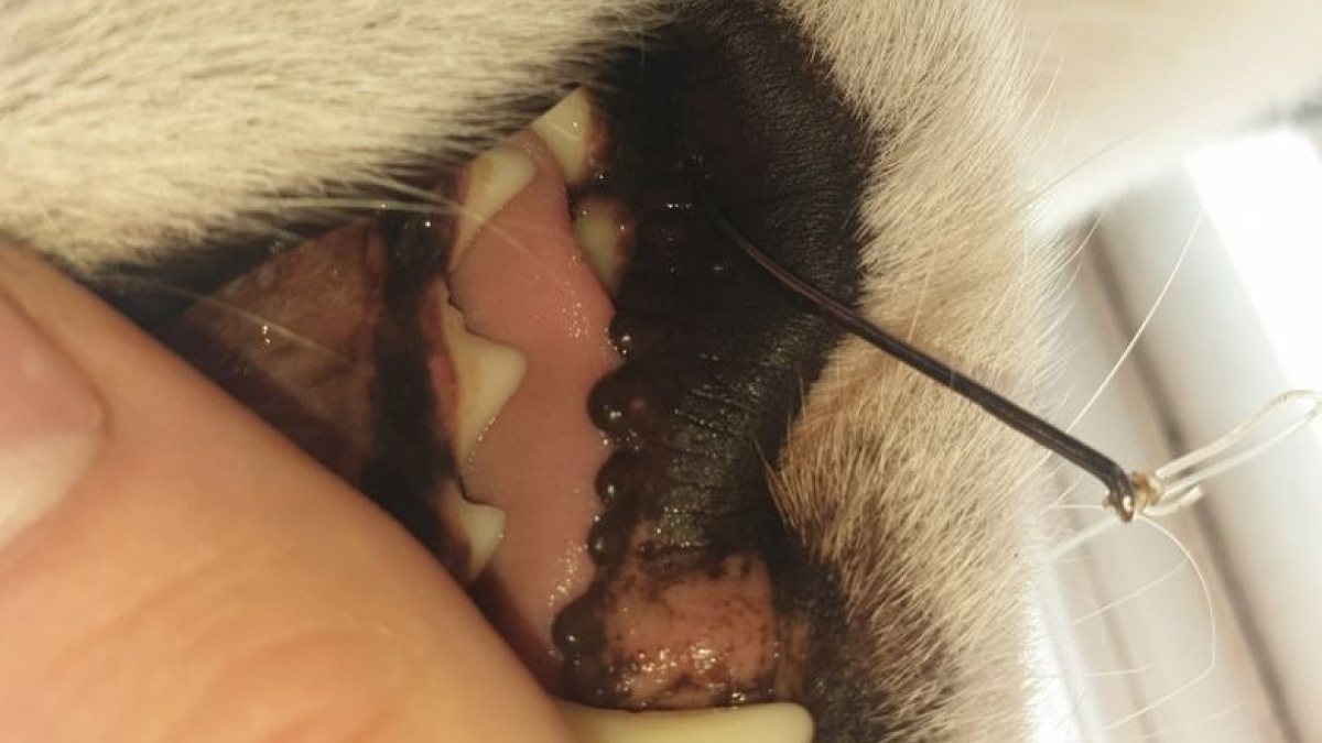 Illustration : "Un chien emmené d’urgence chez le vétérinaire après avoir accidentellement mangé un hameçon"