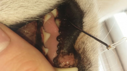 Illustration : Un chien emmené d’urgence chez le vétérinaire après avoir accidentellement mangé un hameçon
