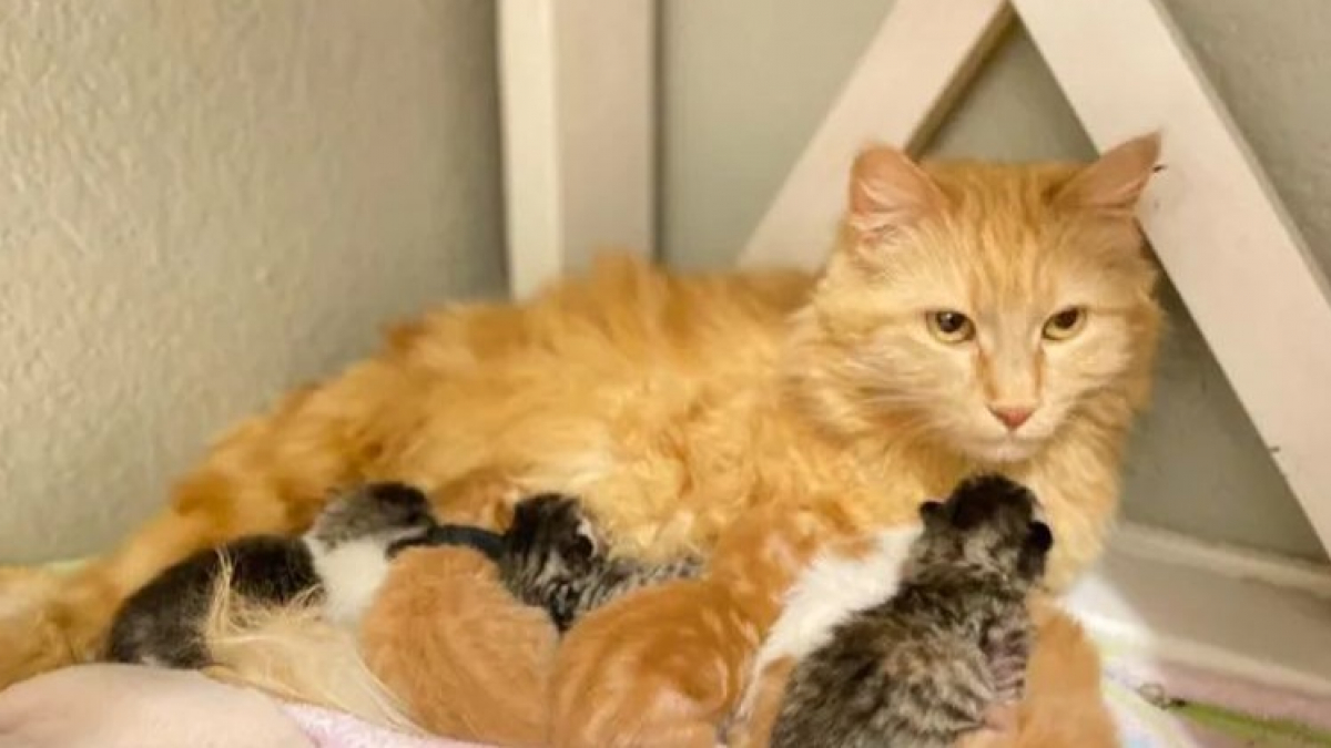 Illustration : "Une chatte errante est recueillie par une famille pour mettre bas, elle finit par adopter 2 nouveaux chatons abandonnés (vidéo)"
