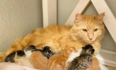 Illustration : "Une chatte errante est recueillie par une famille pour mettre bas, elle finit par adopter 2 nouveaux chatons abandonnés (vidéo)"