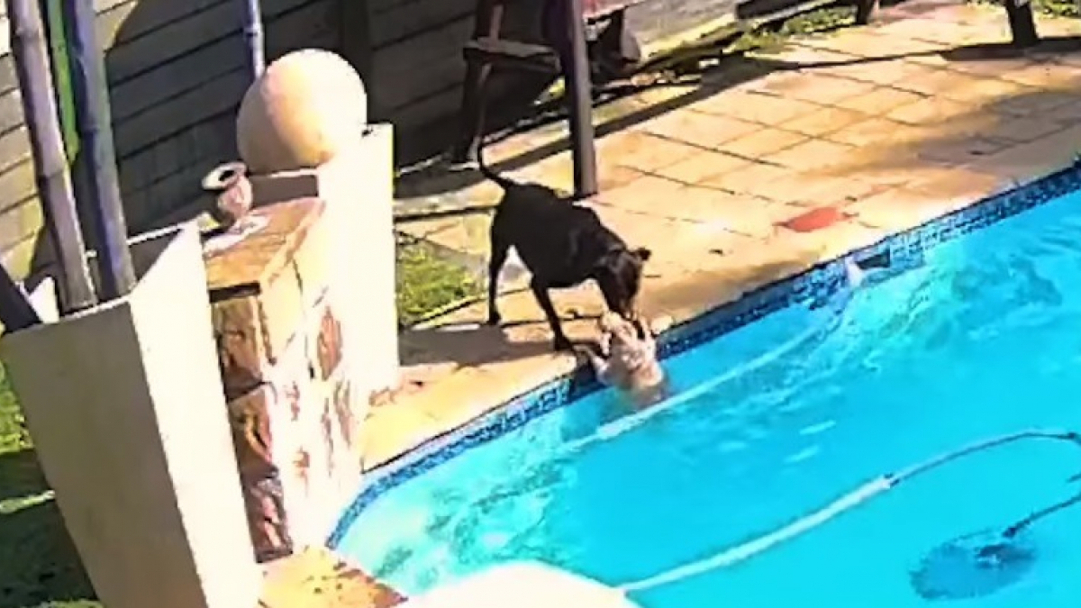 Illustration : "Un chien fait tout pour récupérer son ami tombé dans la piscine (vidéo)"