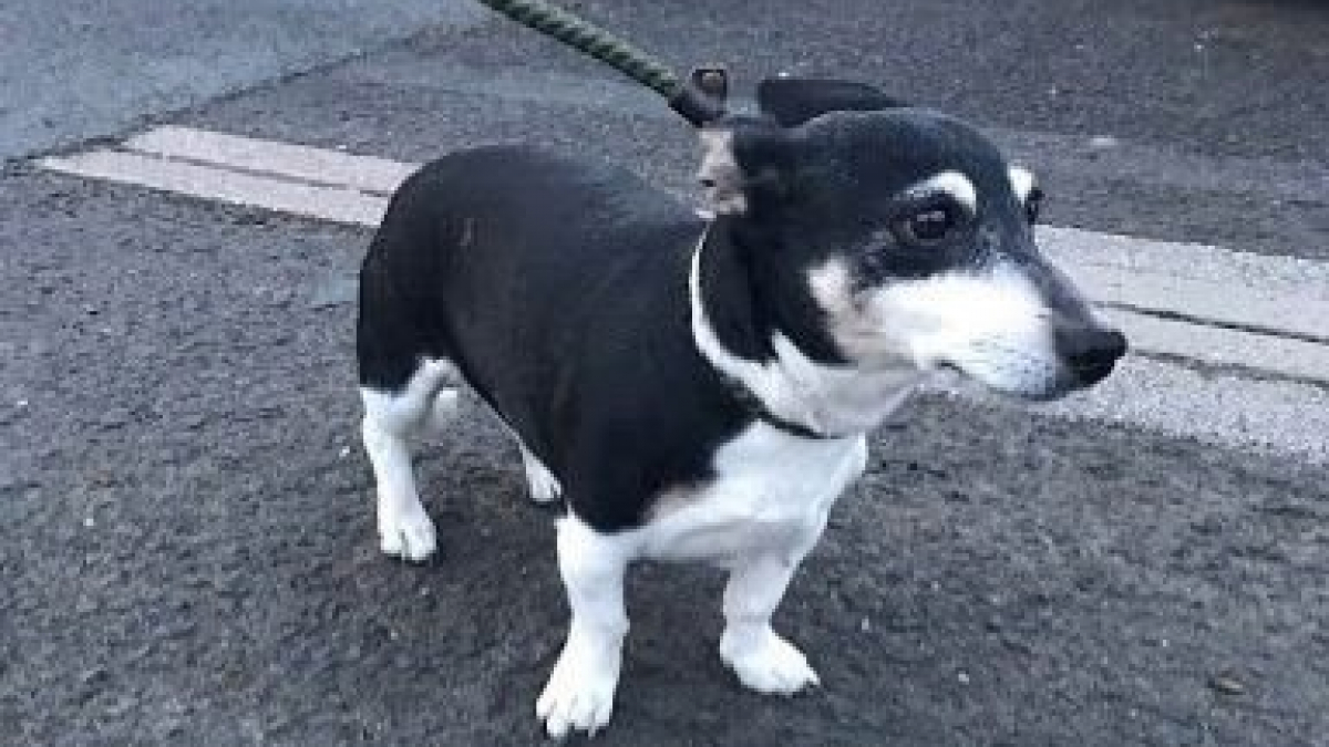 Illustration : "Une joggeuse tente de sauver une vieille femelle Jack Russell de la noyade"