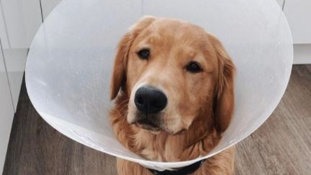 Illustration : "Un Golden Retriever opéré d'urgence après avoir avalé des AirPods ! Sa propriétaire alerte sur les dangers des écouteurs d'Apple pour les chiens"