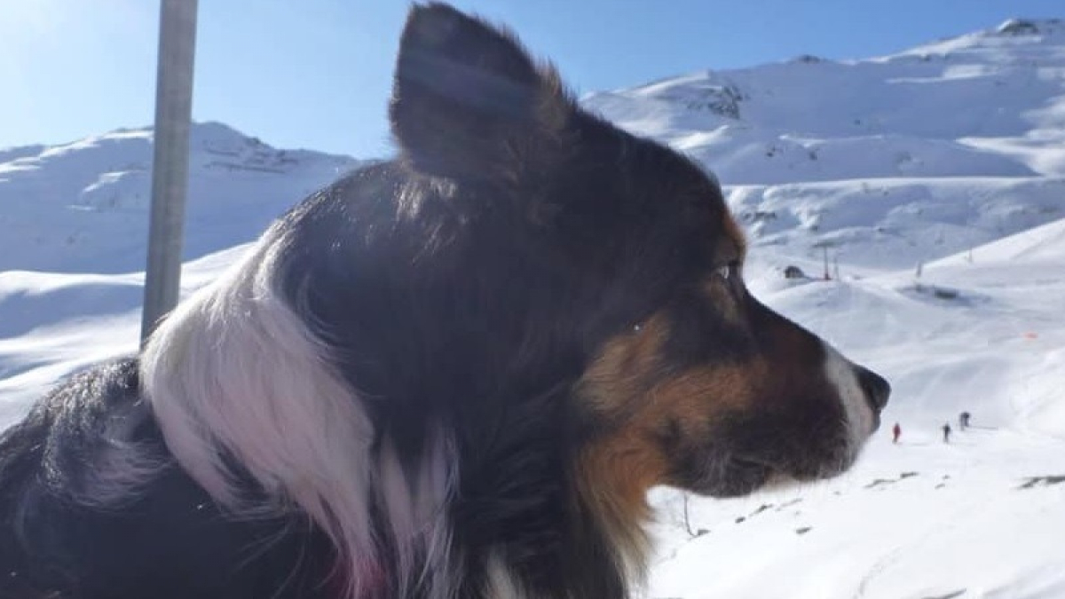 Illustration : "L'hommage émouvant des pompiers pour Cartouch, un Border Collie qui a sauvé de nombreuses vies"