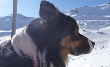Illustration : "L'hommage émouvant des pompiers pour Cartouch, un Border Collie qui a sauvé de nombreuses vies"