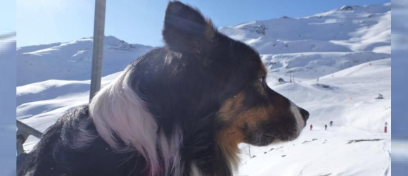 Illustration : "L'hommage émouvant des pompiers pour Cartouch, un Border Collie qui a sauvé de nombreuses vies"