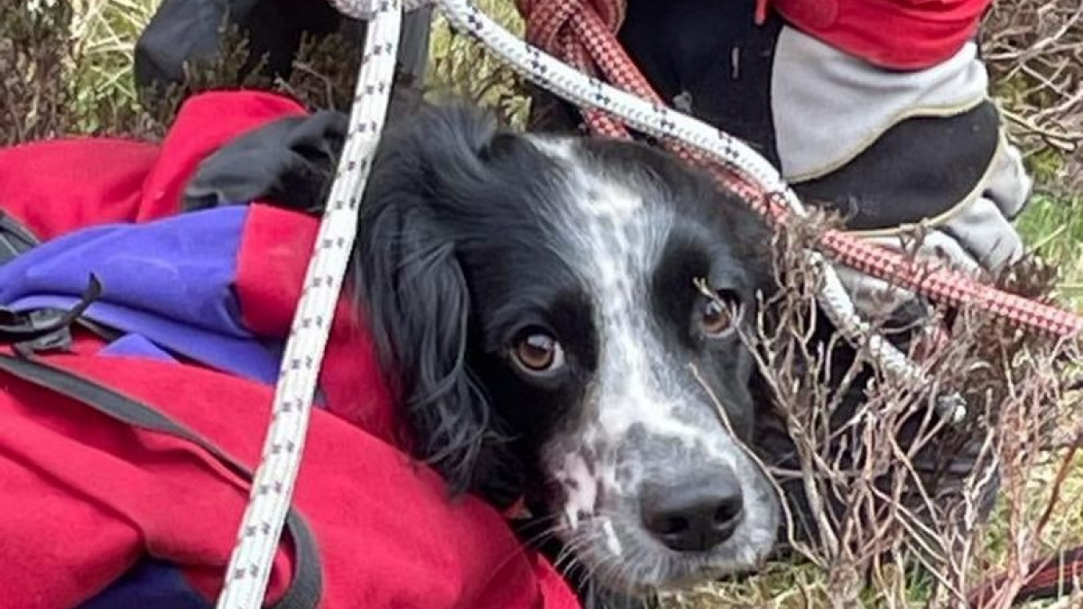 Illustration : "Un chien fait une terrible chute de 90 mètres en montagne, les secouristes lancent une opération de 5 heures pour tenter de le récupérer (vidéo)"