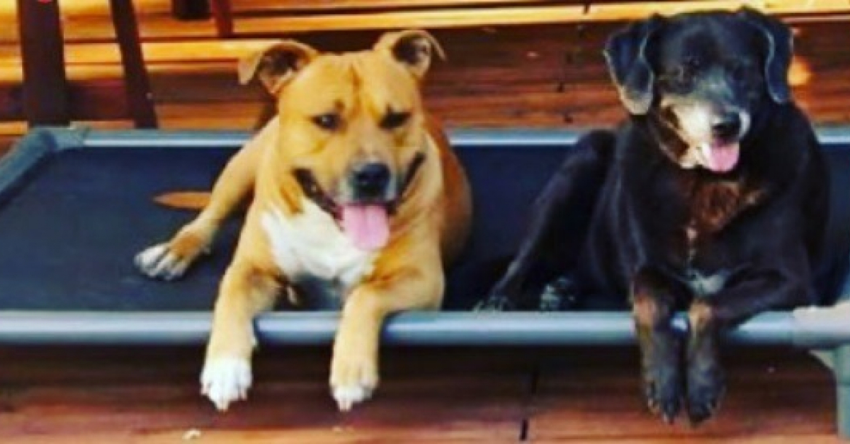Kumbow Un Lit Pour Chien Concu Pour Durer Et Faciliter La Vie Des Maitres