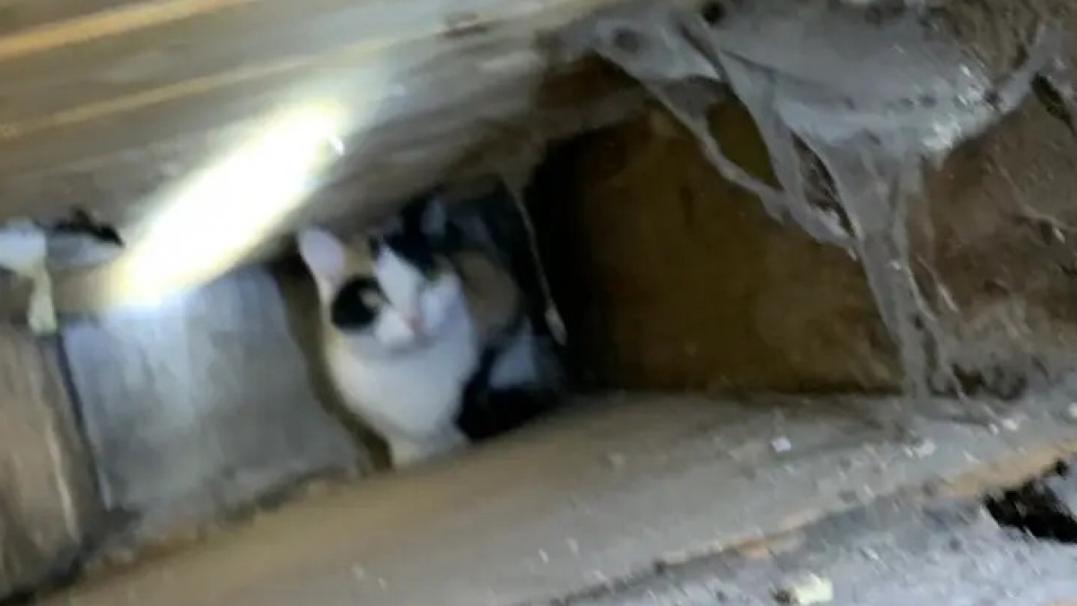 Illustration : "Un chat libéré après avoir s’être retrouvé enfermé plusieurs semaines dans une cavité murale"