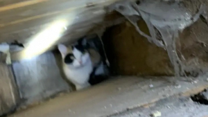 Illustration : Un chat libéré après avoir s’être retrouvé enfermé plusieurs semaines dans une cavité murale
