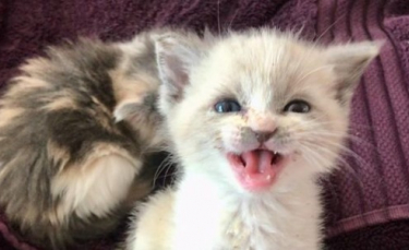 Illustration : "La photo immortalisant la bonne humeur de ce chaton devient virale et redonne le sourire aux internautes !"
